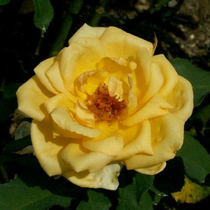 Galben - trandafir teahibrid